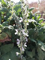 Salvia disermas Salvia disermas